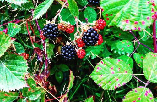 Apartamentos Casa de Riba - Foto 50