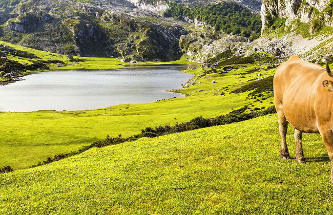 Excursión a Covadonga en grupo reducido - Foto 1