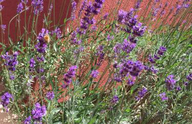 AMBER Dębki - Foto 1