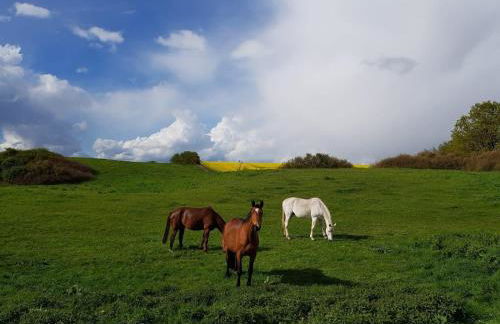 An den Sieben Seen - Foto 26