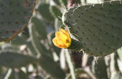 Monte Da Serralheira Agro Turismo - Foto 14