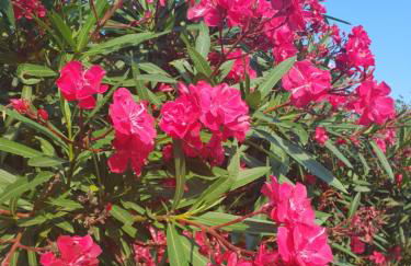 Puerto Simona 11A - Photo 36