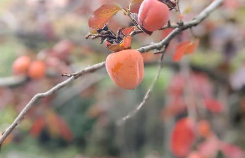 Linda House Corfu 2 - Foto 36