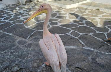 Draskos Apartment - Foto 19