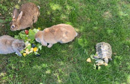 casa rural larre aundi - Foto 26