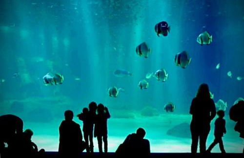 la Margaret Face mer - Foto 45