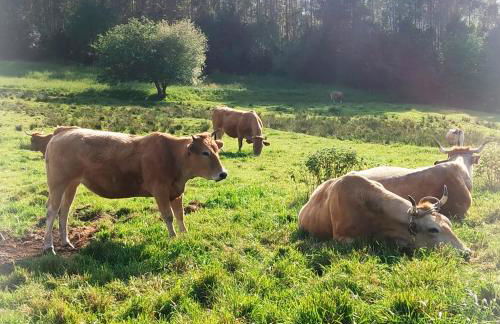 PIEDRAS DE ASTURIAS - Foto 45