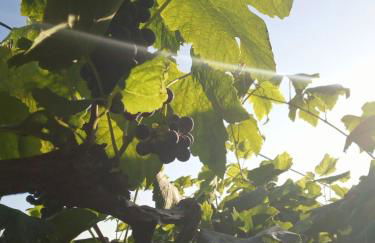 Lazy Lizard by the Ocean - Foto 66