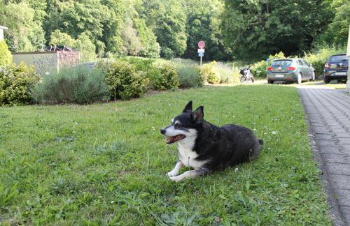 Ferienwohnung Zum Vierbeiner - Foto 44