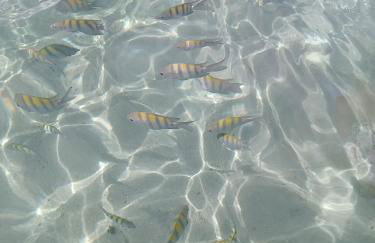 casa ampla com PISCINA e área verde em São José ao lado de Maragogi - Foto 41