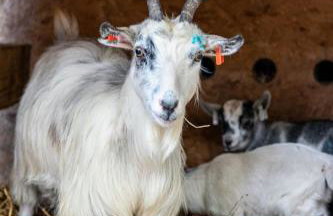 6 Squirrels Squat, Camp Tapnell - Foto 28