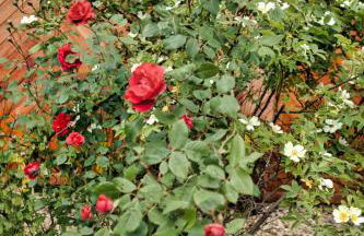 Chalet Alba - Foto 39