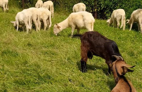 Apartament Widok - Foto 23