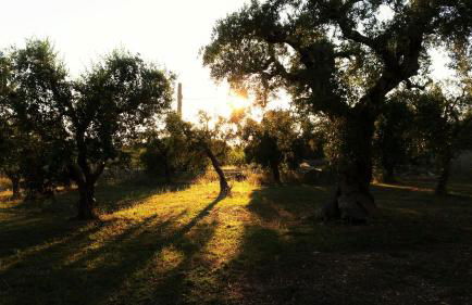 Antica Masseria Scagnito - Foto 16