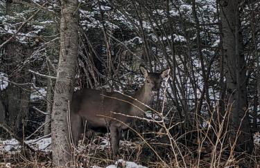 Chalet au cœur de la montagne - Foto 20