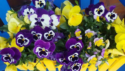 Schwarzwaldhaus - Foto 4