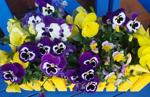 Schwarzwaldhaus - Foto 4