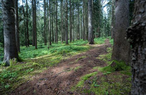 Wandern im Bayernwald - Foto 29