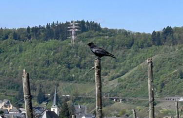 Happy Place Ferienwohnung mit Moselpanoramablick, Dachterrasse und Sauna - Foto 34