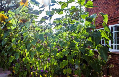 Cyrus House - Foto 35