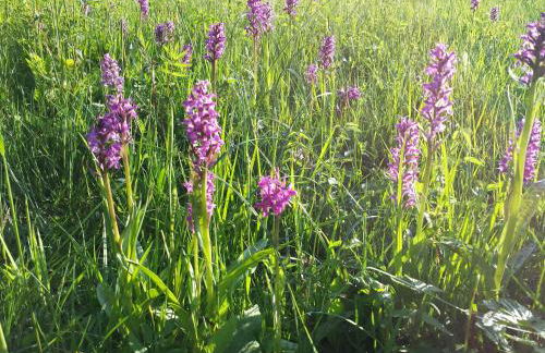 Landhaus Brigitte - Foto 17