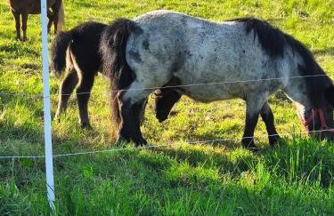 Smugi Dom Gościnny - Foto 37
