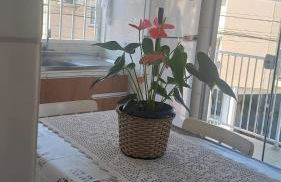 Residencial Lena a 300 metros da praia - Foto 29