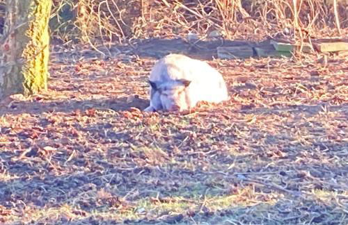 Gnaden- und Ferienhof Saale Wittgenstein in the middle of gar nix - Foto 56