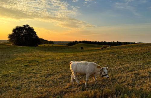 GOSPODARSTWO TURYSTYCZNE w OSINKACH - Foto 32