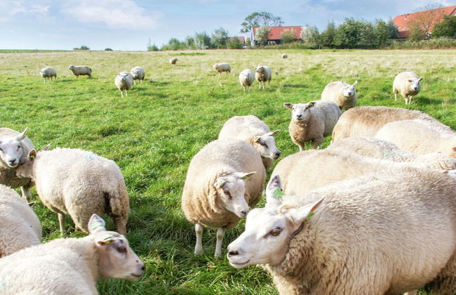 Chalet in Zeeland With Sauna by the Water - Foto 13