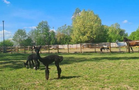 Ranczo Popowice - Foto 33