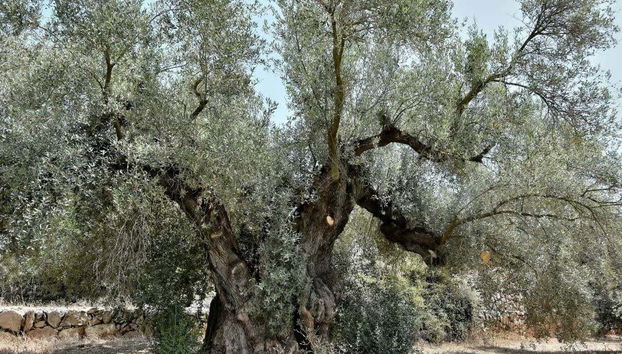 Tour in Ulldecona - Photo 2