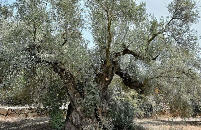 Tour in Ulldecona - Photo 2