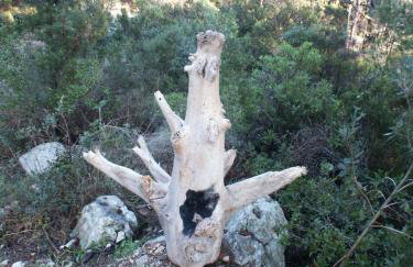 Apartments by the sea Pomena, Mljet - 614 - Photo 17