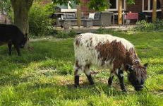 Ferienwohnung Wiesmoor - Ranch - Foto 3