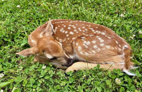Winding Creek Cabin - Photo 16
