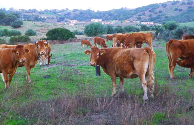 Comino Alto Agriturismo e Appartamenti - Photo 52