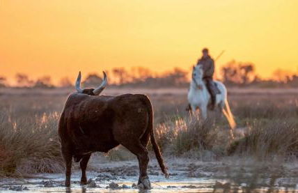 Camargue - La Saline Forézienne - Salin-de-Giraud - Foto 45