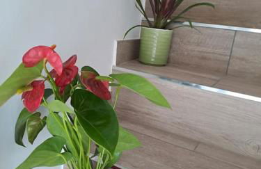 Antony's Hause - Foto 15