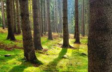 Kolej na sudety - Foto 36