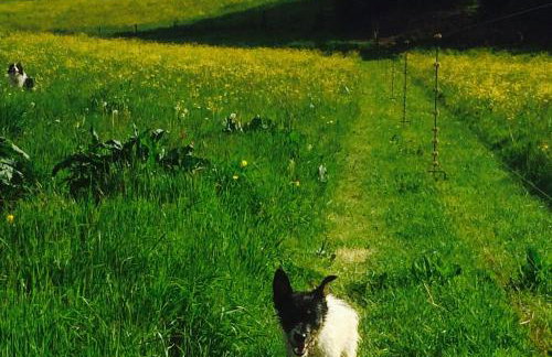 Silver Springs Farm Lodge - Foto 25