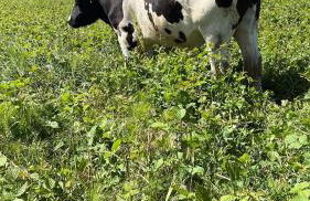 Santuário SOS Animal - Foto 7