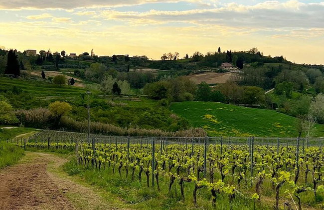 Visita a bodega y degustación en el campo de Pisa - Foto 1