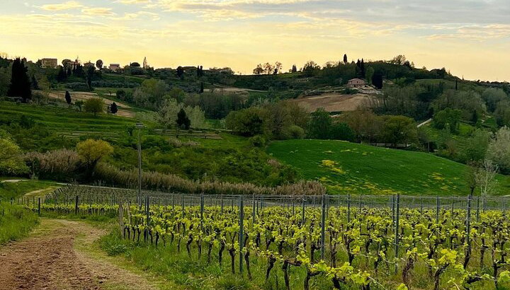 Winery Tour & Tasting in Pisa Countryside - Photo 1