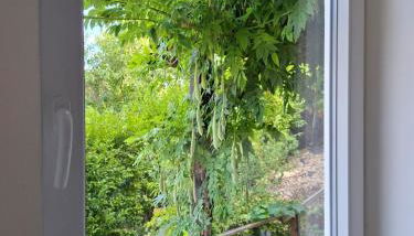 Sonnenberg Wohnung im Haus Frey 2 BR, Küche, Bad, Parken - Foto 4, Garden