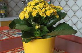 Yellow Submarine - Photo 23