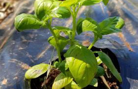 Agriturismo Country Casale Rufo - Foto 57