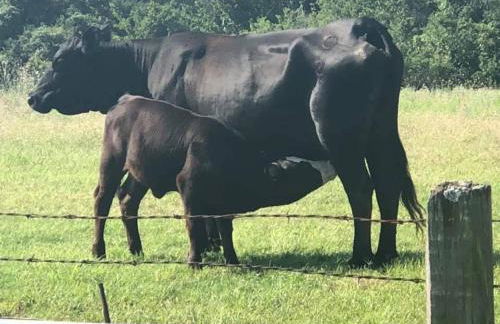 Stay on a 350-acre Cattle Ranch! Brazos River! Tubing! Petting zoo! - Foto 48