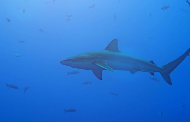 Snorkeling con squali delle Galapagos all'isola di Lord Howe - Foto 1
