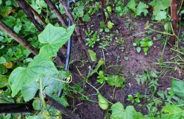 Refúgio Mata Atlântica, Riacho, Piscina, Natureza - Foto 28